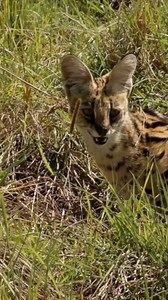10K views · 376 reactions | Despite looking like miniature cheetahs, servals are a completely different species. With their long legs and giant ears, they’re perfectly designed for hunting rodents, birds, and even fish in the grasslands of the Serengeti. More fascinating info in the comments section. #Serval #SpottedBeauty #SerengetiSecrets #Wildlife #AfricanCats #wildcats #catlovers #cats | Jacqueline Emmanuel | Facebook