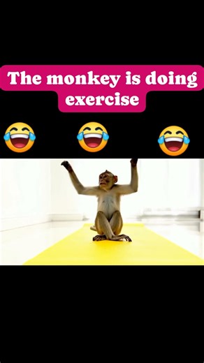 Monkey doing exercise lo🤣🤣🤣🤣 #monkeyvideo #jungle #monkeys #animals #funny #monkeycomedy
