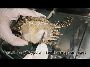 AQUA | Crab: Anatomy & Dissection