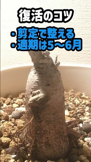 How to revive a spindly, leggy banyan tree by drastically pruning it #houseplants #banyantree