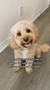 7.2K views · 316 reactions | Does your dog have human eyes  #dog #dogs #petlover #doglover #PetsOfTikTok #pets #dogtraining #dogs #doglover #puppies #dogtrainer #puppylove #foryou #fyppp #SayQuayNotKway #LoveMeMode #hello #loveu #dogs #pitbull #mastiff #talkingdog | GHL | Facebook