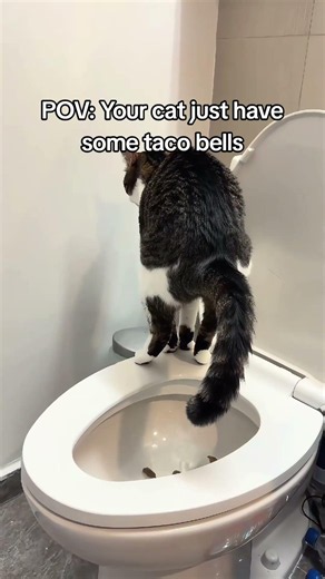 POV: Your cat just have some taco bells #cattok #catlitterbox #catfunny