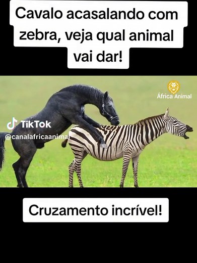 Cruzamento de Cavalo e Zebra: Curiosidades e Fatos
