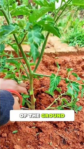 Pruning Tomatoes for a Bigger Harvest 🍅 Helpful Tip
