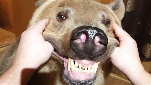 Experience the thrill and danger of the wild with this Scary Wild Animals Moments Compilation. These incredible clips capture real encounters between humans and wild animals caught on camera across jungles, beaches, and backyards. From shocking bear encounters to unexpected snake surprises, this video takes you deep into the unpredictable side of nature. Watch as brave people come face-to-face with wild creatures in heart-pounding moments that will leave you speechless. You’ll see lions, elephan