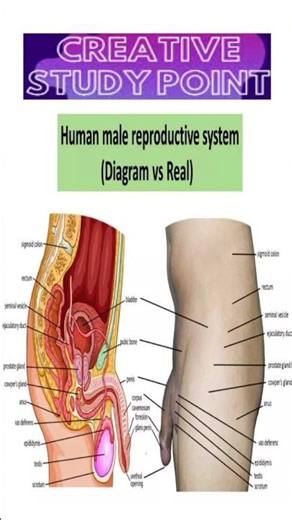 real male reproductive system #facts #for #neetpreparation #anatomy #doctor