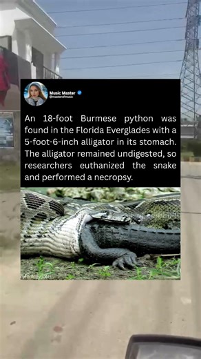 An 18-foot Burmese python was found