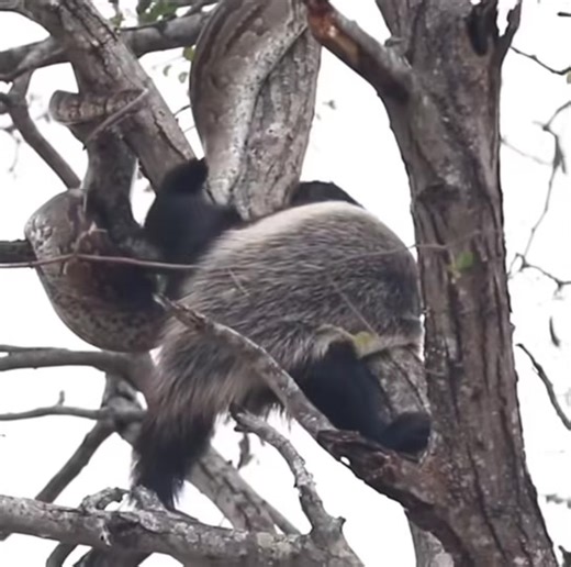 Honey Badger vs Python: Epic Tree Battle
