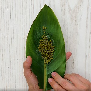 17M views · 56K reactions | Seed starting hacks to get your garden on the right track!  | 5-Minute Crafts | Facebook