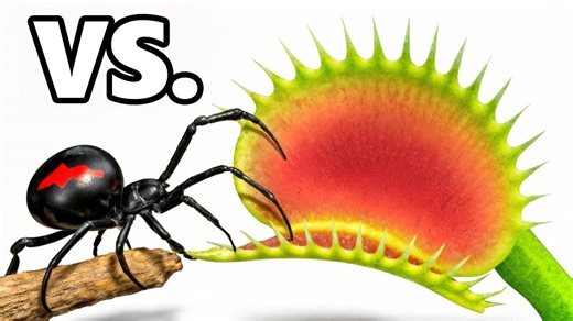 I put Venus flytraps to the ultimate test