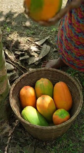 Picking Papayas Fresh from the Farm #fruit #farming #farm