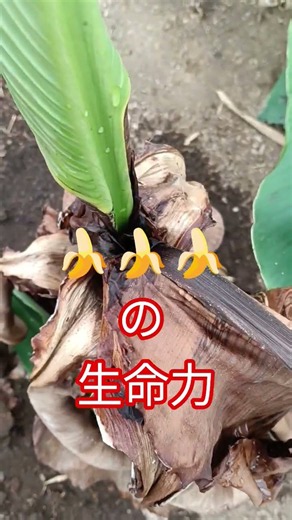 【曇り空でも舐めたらいかん( 一一)】ハウスで作業一時間。汗だくです。モンキーバナナさんは地植えの子たちが、新芽を出している。生命力ですね～ #田舎暮らし #自然 #亜熱帯植物