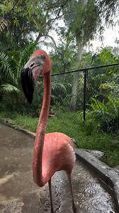 The weather report with James #james #animal #bird #flamingo #birdlovers #animallovers #flamingos #birdsofinstagram #birdvideos #birdstagram #weather #weatherman #funny #rainy #nothavingit | Flamingo Lovers