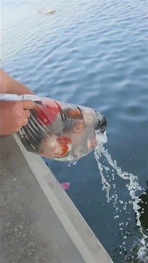 Please don't release the goldfish! They can't survive in the wild! #koi #aquarium #fish
