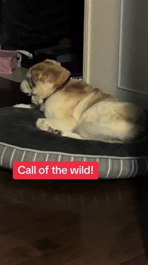 Howling at the Moon: The Husky Experience