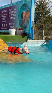 English bull terrier Nellie loves to dive in and doesn’t mind going under the water at all! 🐾💦💕🇬🇧 | Canine Dip and Dive Maldon