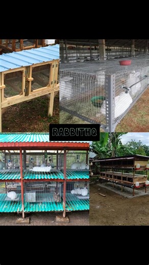 WHAT YOU NEED TO START RABBIT FARMING – BASIC REQUIREMENTS 🐇 Before buying your first rabbit, get the basics right. Rabbit farming rewards preparation 👇 1. SPACE • Small, clean, and well-ventilated area • Indoor or outdoor setup works 2. HOUSING • Simple cages or hutches • Protection from heat, rain, and predators 3. QUALITY RABBITS • Start with healthy stock • Choose the right breed for your goal 4. FEED & WATER • Fresh water daily • Proper feed, not leftovers 5. TIME & ATTENTION • Daily chec