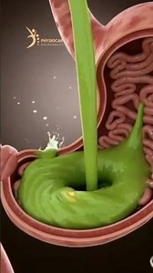 What Happens When You Eat Avocado? | 3D Medical Animation