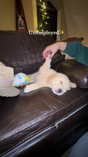 Life with a Golden Retriever: Joys and Challenges