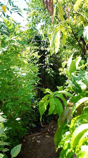 She Grows 24 Fruit Trees in This TINY Phoenix Yard! #growyourownfood