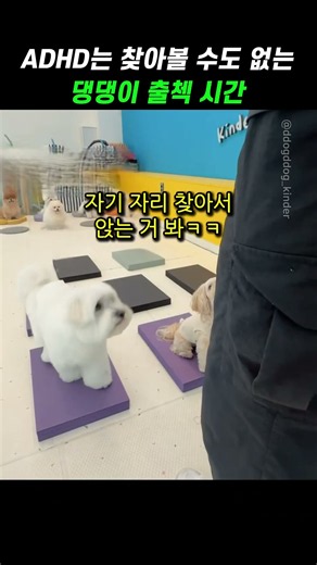 ADHD는 찾아볼 수도 없는 댕댕이 출첵 시간