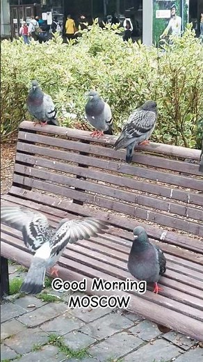 Winter vibes at #moscow #travelvlog #russiavlog