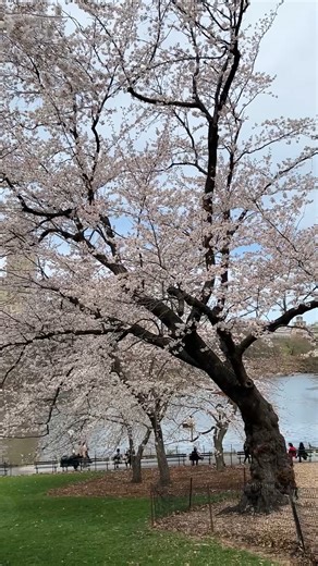 Feeling pretty in pink! 🌸 Enjoy a few moments of relaxation under Central Park’s cherry blossoms. 😌 Their fleeting beauty is a high point every spring – we found these stunning blooms on Cherry Hill alongside the shore of the Lake. | Central Park
