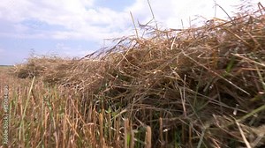 Dry grass in the rays of the rising sun. haymaking, haymaking for livestock in countryside. Field haystack landscape,Summer countryside landscape. Brown paddy rice field after harvest season