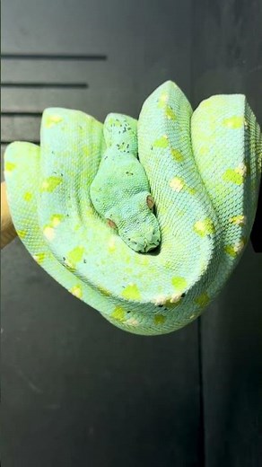High Blue Designer Green Tree Python at Ari Elli Max Arboreals