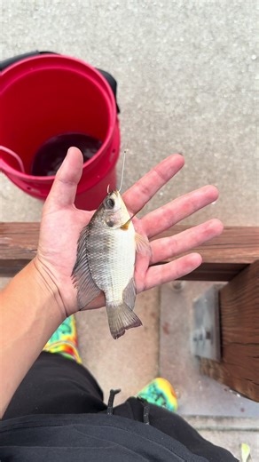 food chain challenge