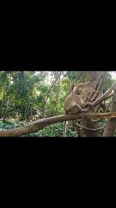 Two baby monkey couples create heartwarming moments, playing joyfully under their loving family’s gentle watch. | Monkey Cambodia