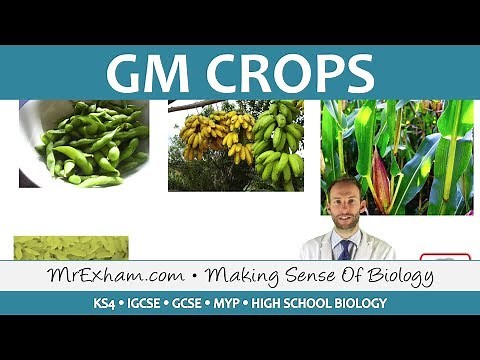 GM Crops - GCSE Biology (9-1)