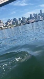 😍🐋 DOLPHIN SIGHTING: This dolphin wowed boaters in Elliott Bay on Sunday. A wildlife expert says Cinco is one of the long-beaked common dolphins that arrived in the South Sound in 2016. 🎥: Kajsa Nelson | KING 5