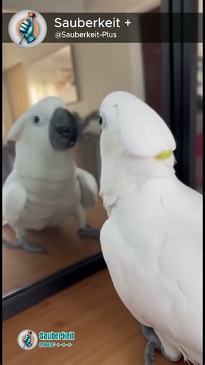 Cockatoo Starts a Dance Battle With Himself