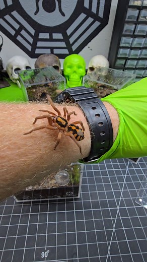 Do you have the time to watch me rehouse my Pumpkin Patch Tarantula (Hapalopus sp Colombia)? #tarantula #spider #pettarantula #tarantulakeeper #pets #animals #petspider | The Tarantula Collective