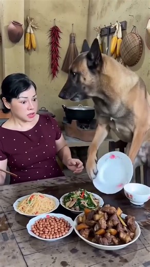 Chó phản đối hợp tác quay video🥰🥰🥰 #chohaihuoc #videohai #cuoiteghe