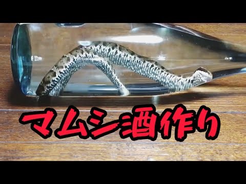 体長53cm極太マムシ酒