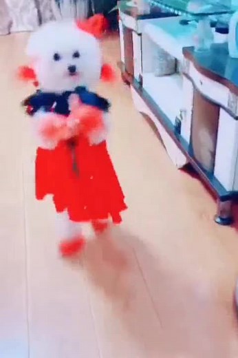 #рекомендации❤️❤️ #китай #собакаприколы #пудель