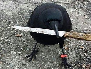 Fotografie virala pe net. Ce face aceasta cioara cu cutitul te va lasa masca