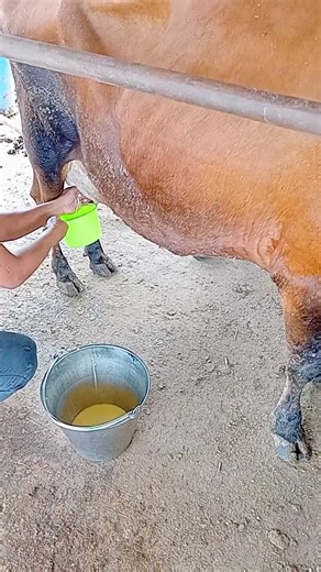 collecting colostrum after calving. #farming #cow #dairyfarm