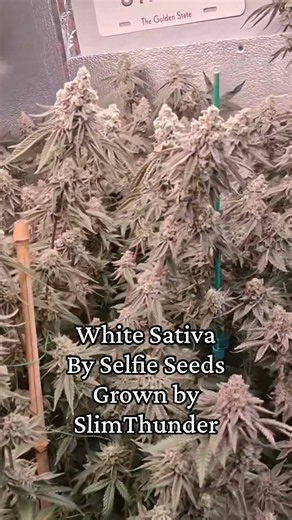 Blue dream x white widow x sour diesel Ummmmm Yes!
