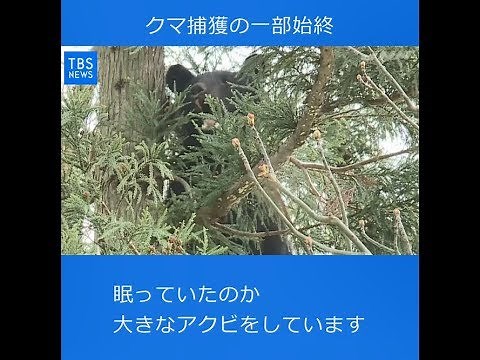 Ｎスタ５４５「クマ捕獲作戦の一部始終」