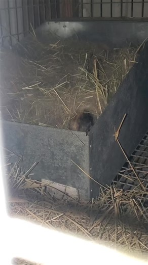Locking up the rabbitry last night, I look over & I'm being watched. lol #rabbit #cute #bunny