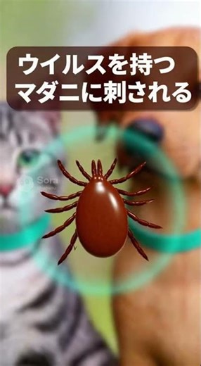 How is SFTS transmitted? | Beware of ticks
