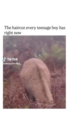 Meme Planet-Distress on Reels