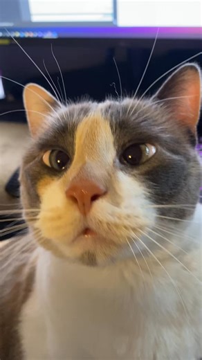 She’s making sure her chompers are warmed up for her next snack! 👁️👄👁... | Fritz Cat