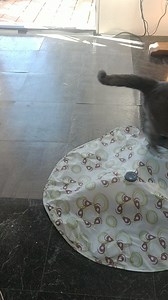 51 reactions · 30 shares | Wild Hearts Rescue Ranch has SEVEN lovely...