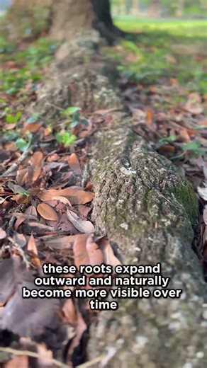 These roots aren’t a problem (this is normal)