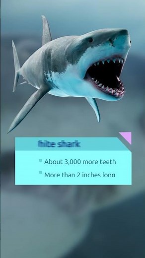 Do You Know How Many Teeth a Shark Has? 🦈