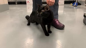 RESCUED BY Forever Fortunate Felines 🆘 DIABETIC CAT!! NEEDS OUT TONIGHT!! SUGAR was in 600’s when tested today! SALEM - A2888833 male 6 years Owner Surrender Intake 2/14/25 This guy needs out tonight. He came in with Vetsulin but is underdosed and his sugar is too high! Please help!! Available for rescue! | CACC Cats